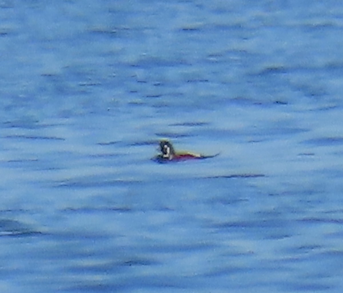 Ahate arlekina - ML644297643