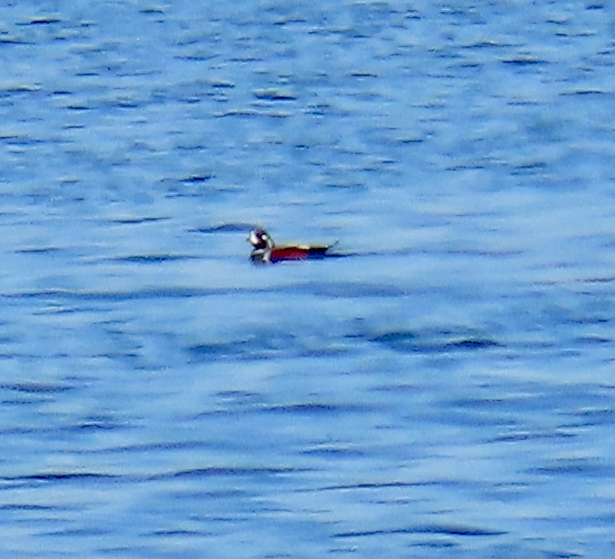 Ahate arlekina - ML644297644