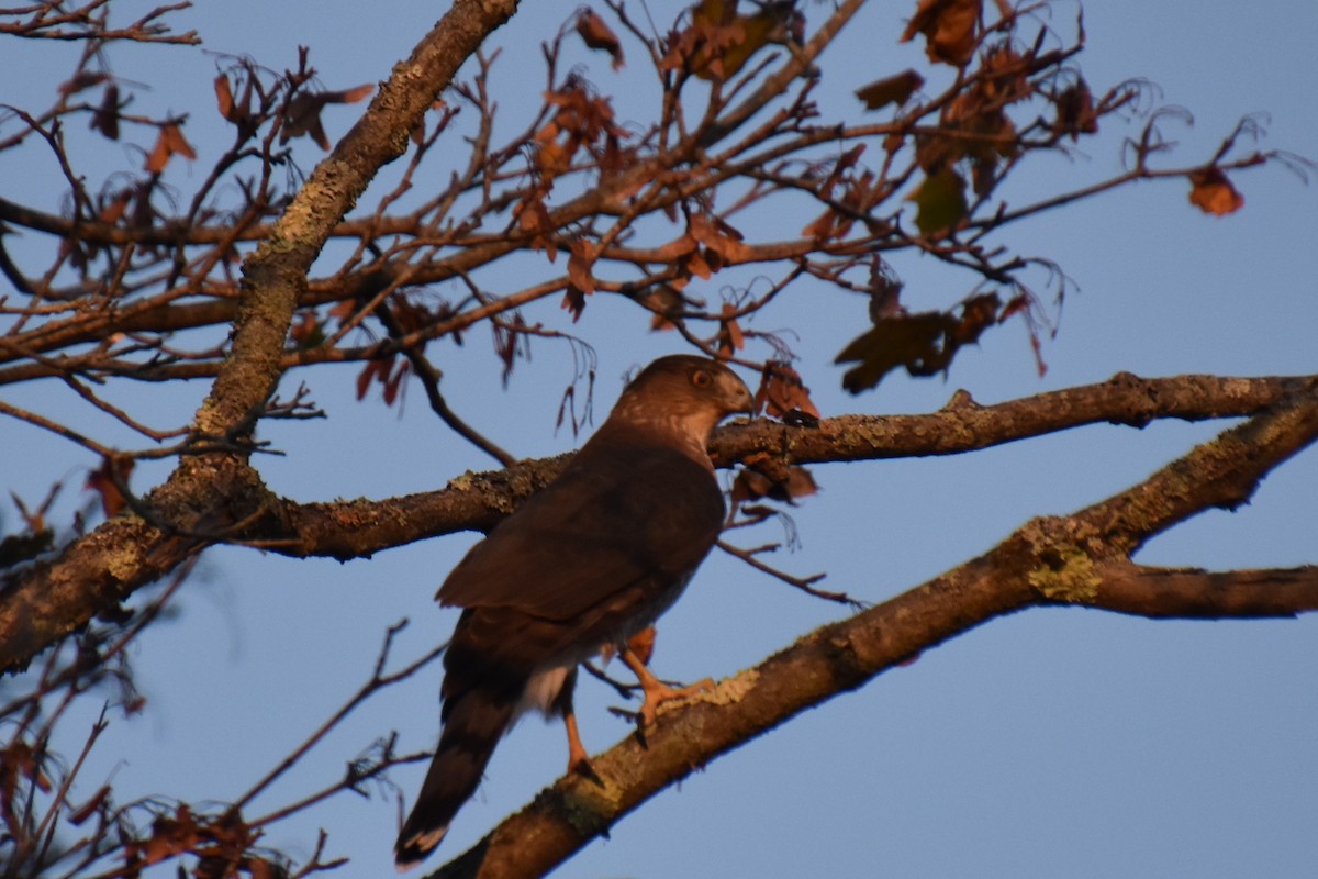 Rundschwanzhabicht - ML644297649