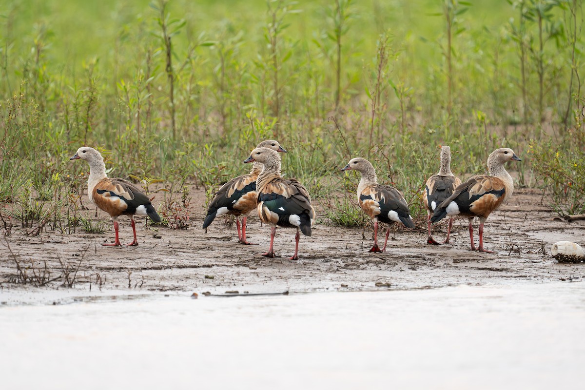 Orinoco Goose - ML644297653