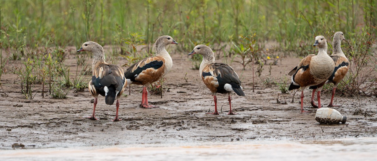 Orinoco Goose - ML644297654
