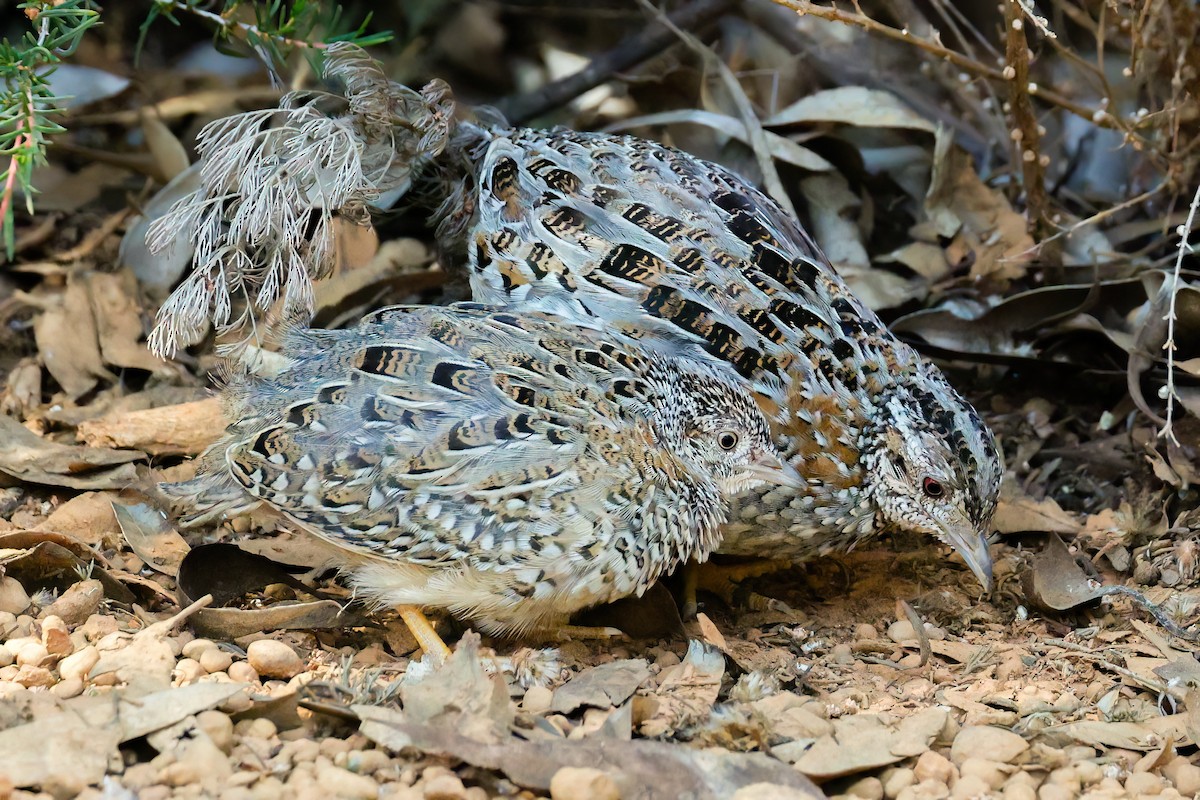 Boyalı Bıldırcınyelvesi - ML644297672