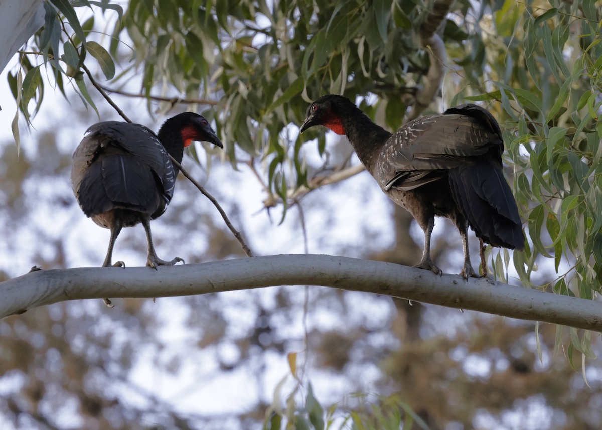 Yungas Guan - ML644297674