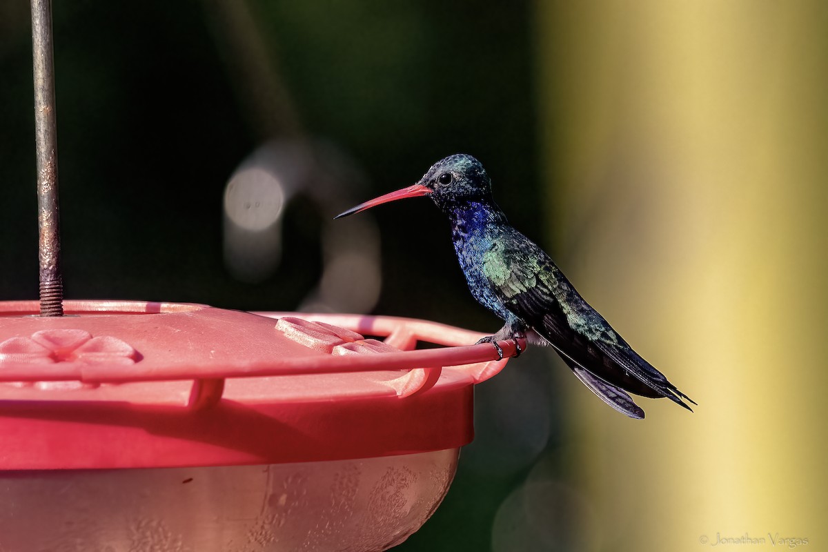 Turquoise-crowned Hummingbird - ML644297681