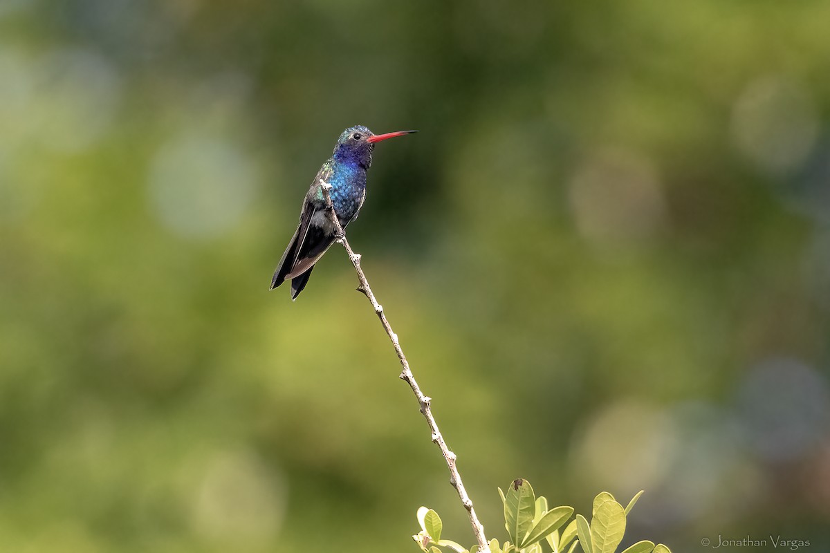 Turquoise-crowned Hummingbird - ML644297682