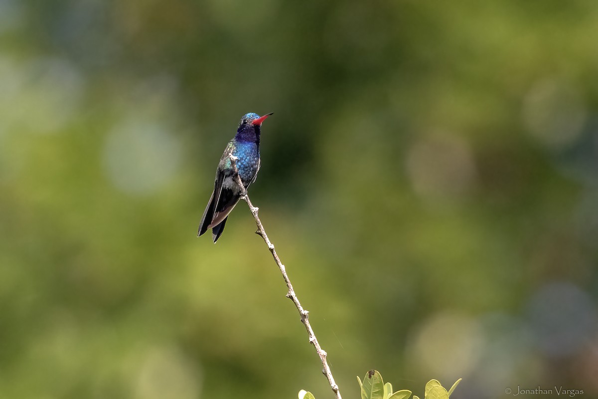 Turquoise-crowned Hummingbird - ML644297683