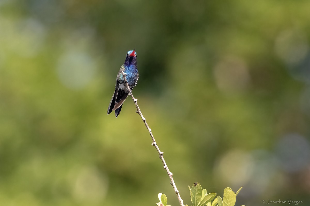 Turquoise-crowned Hummingbird - ML644297684