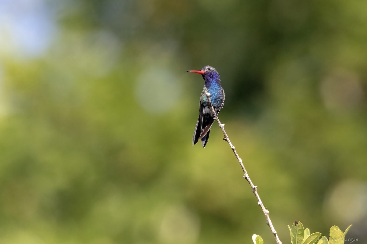 Turquoise-crowned Hummingbird - ML644297685