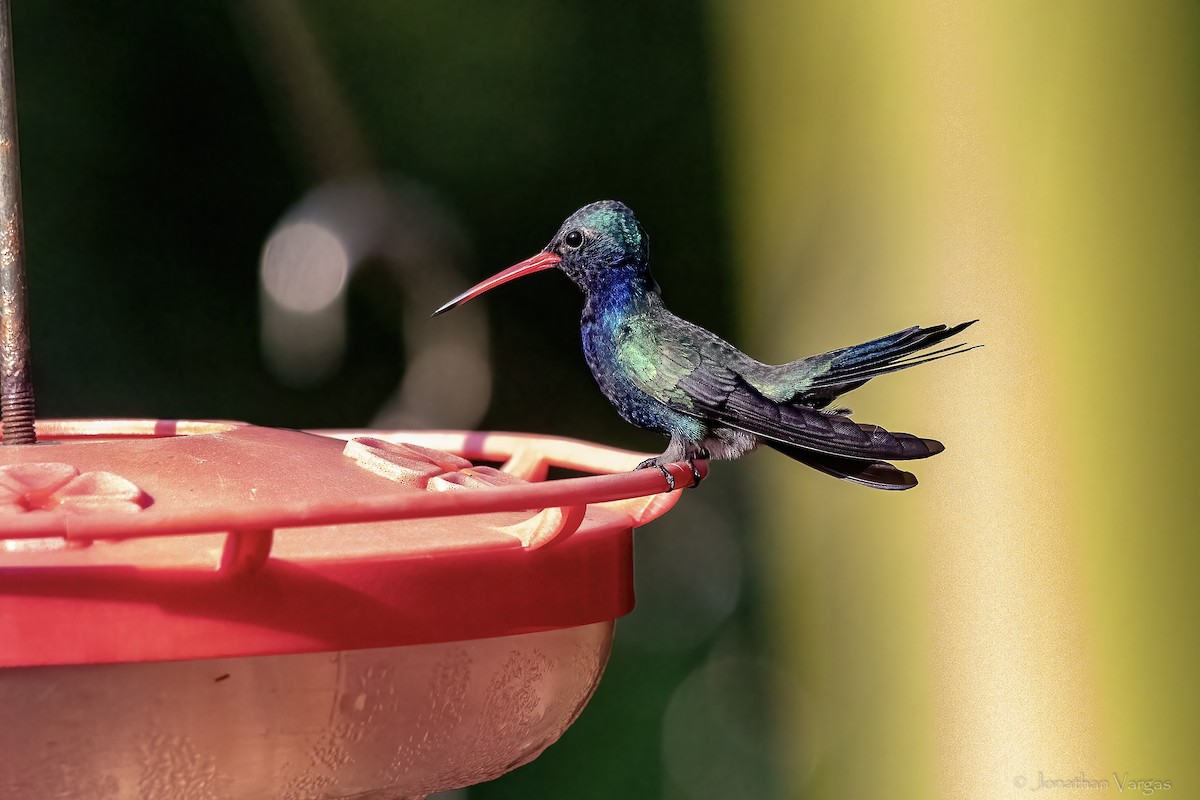 Turquoise-crowned Hummingbird - ML644297686