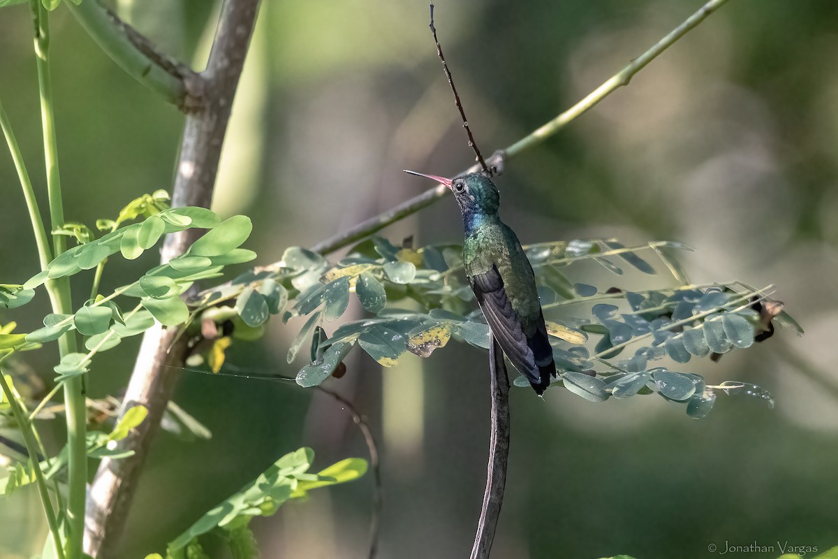 Turquoise-crowned Hummingbird - ML644297689