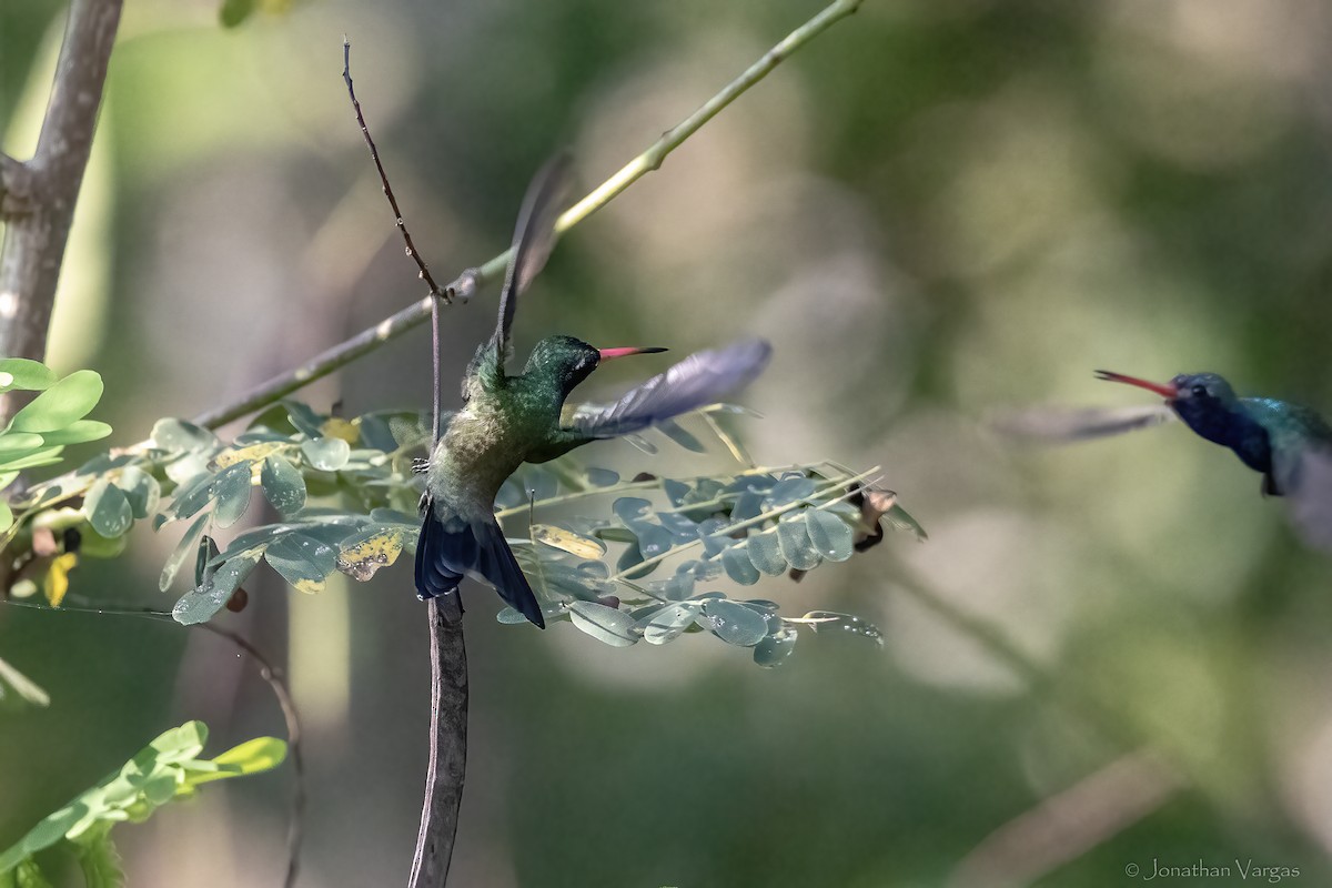 Turquoise-crowned Hummingbird - ML644297690
