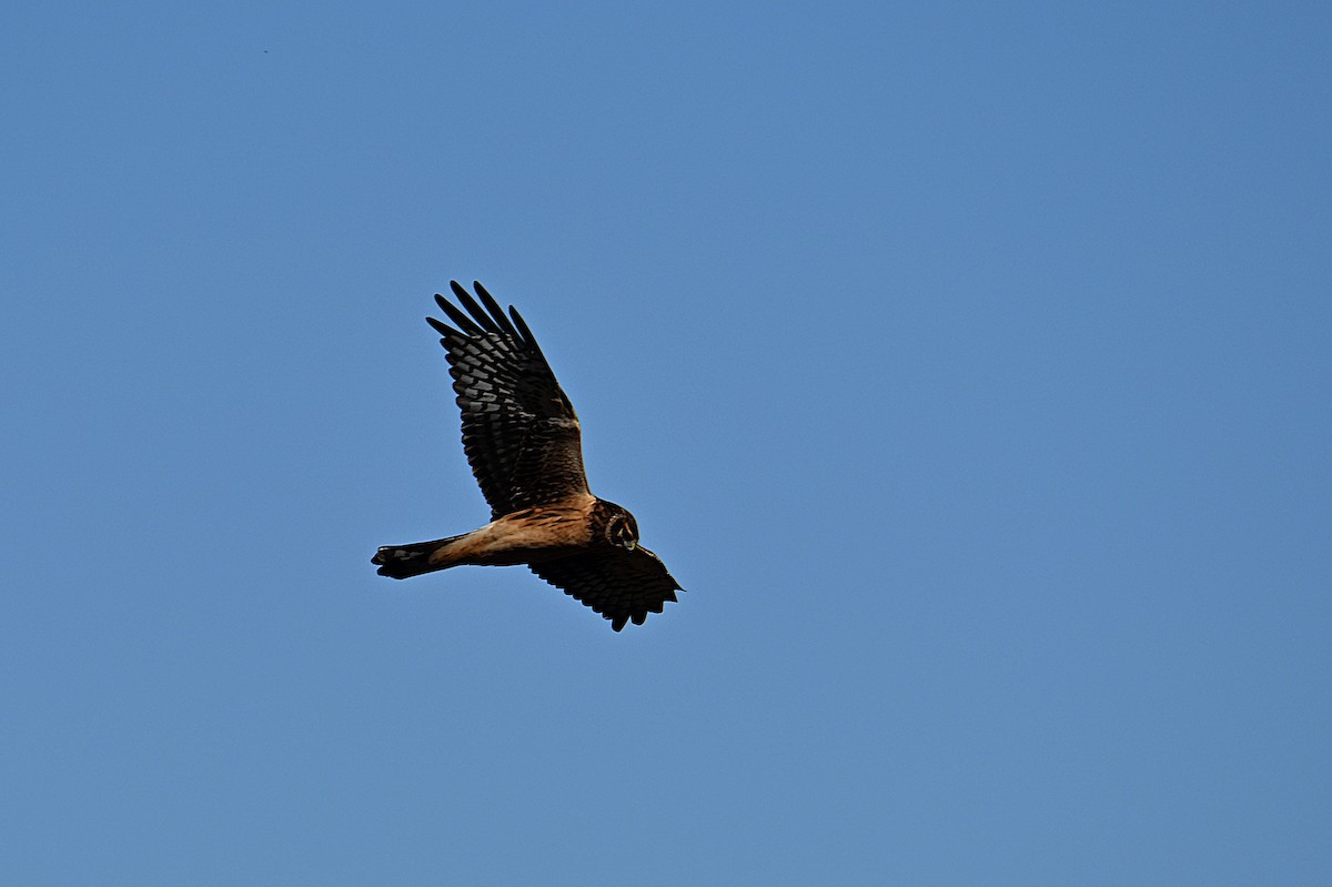 Лунь американський - ML644297694