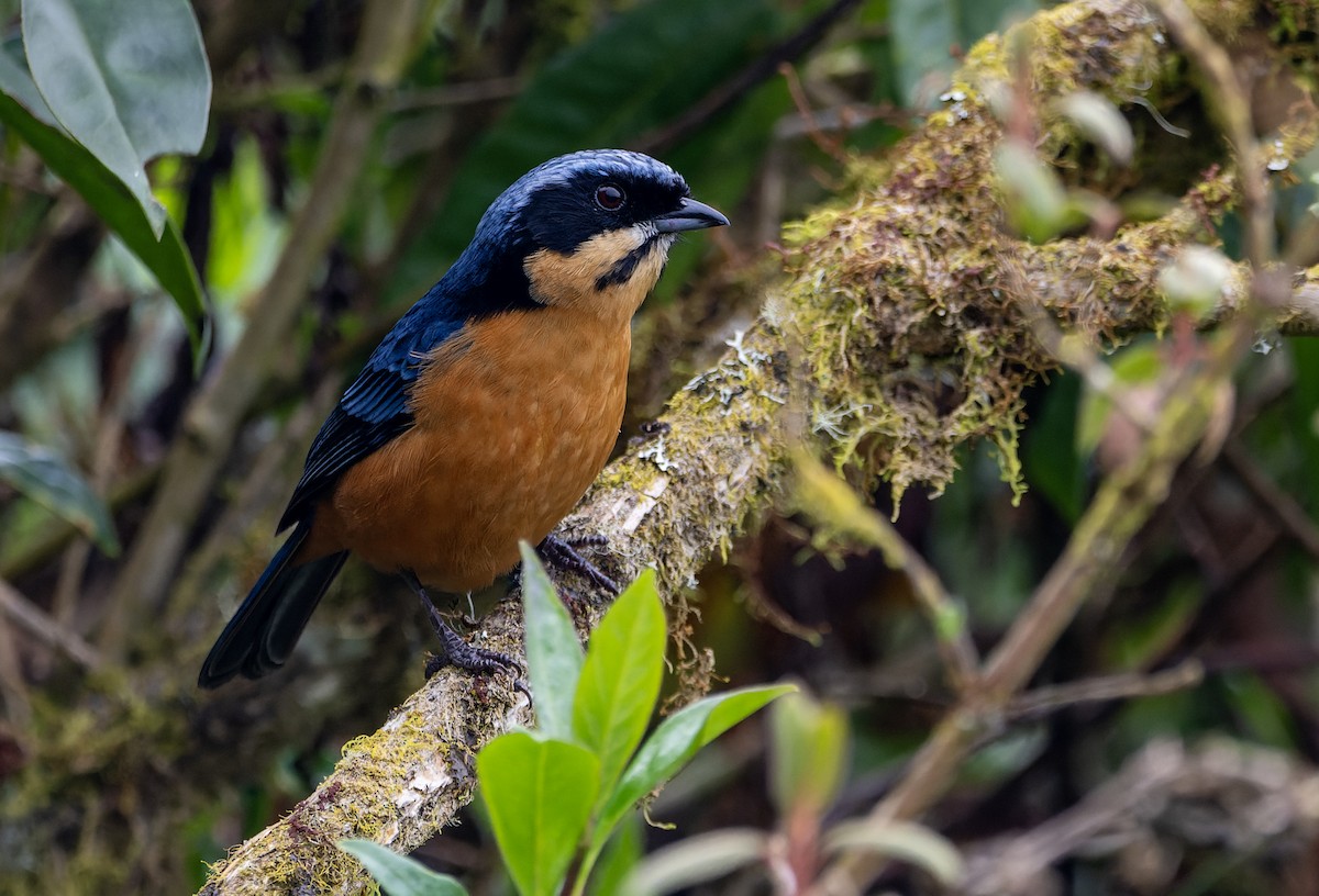 Chestnut-bellied Mountain Tanager - ML644297696