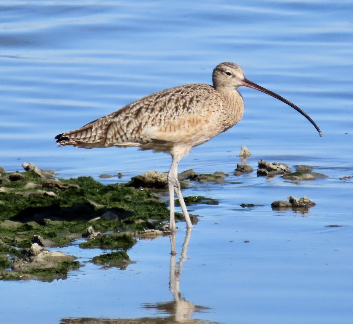 Long-billed Curlew - ML644297698