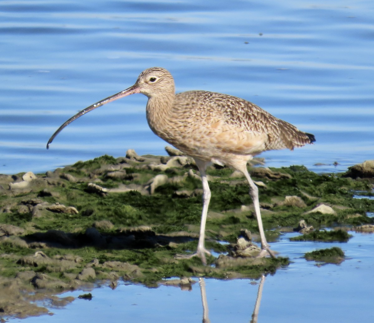 Long-billed Curlew - ML644297699