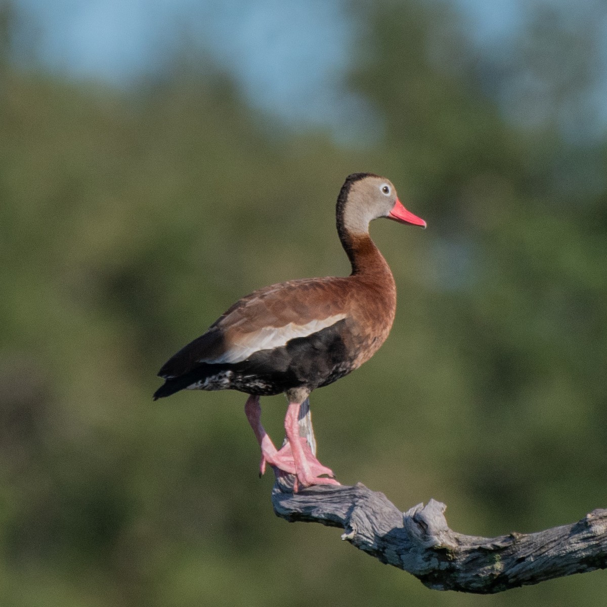 アカハシリュウキュウガモ - ML644297711