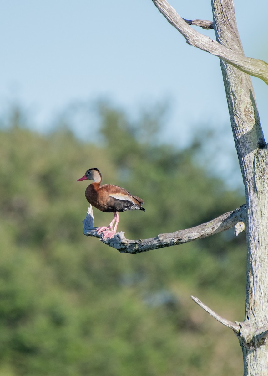 アカハシリュウキュウガモ - ML644297712