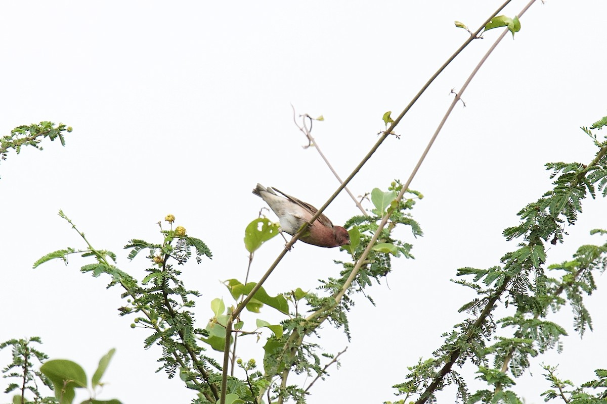 ורדית אירופית - ML644297729