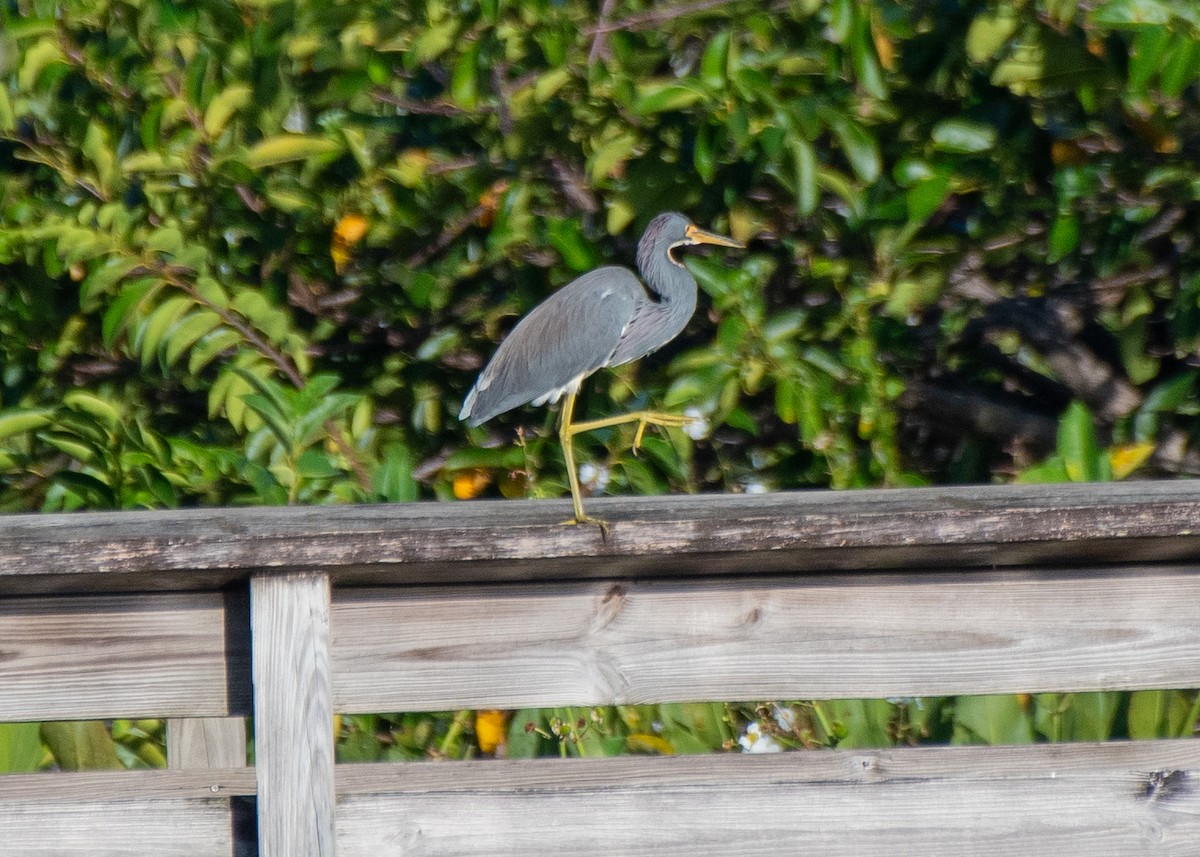 Tricolored Heron - ML644297742