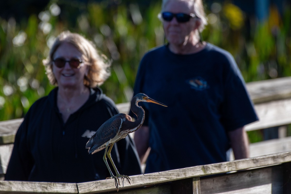 Tricolored Heron - ML644297743