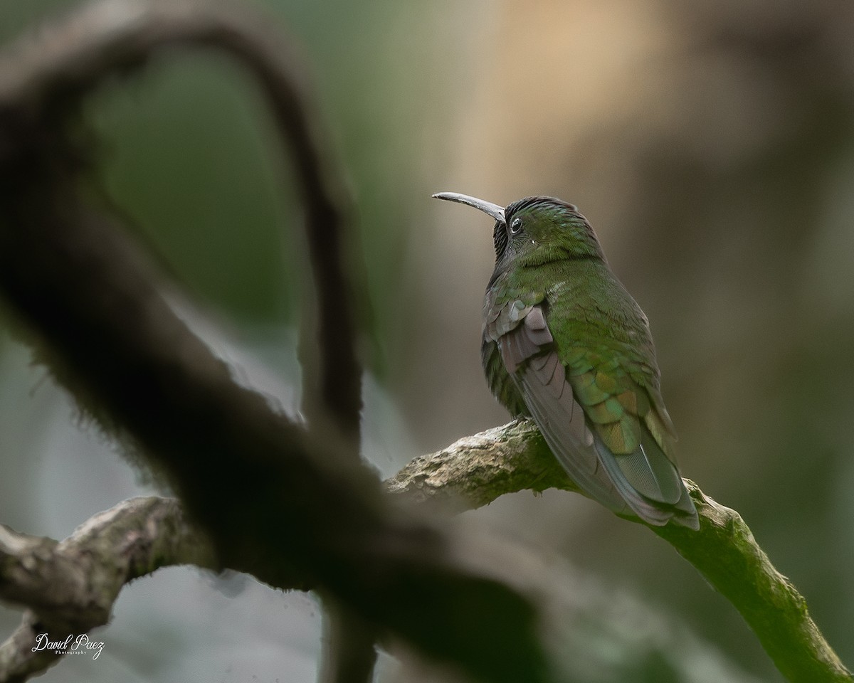 Hispaniolan Mango - ML644297751