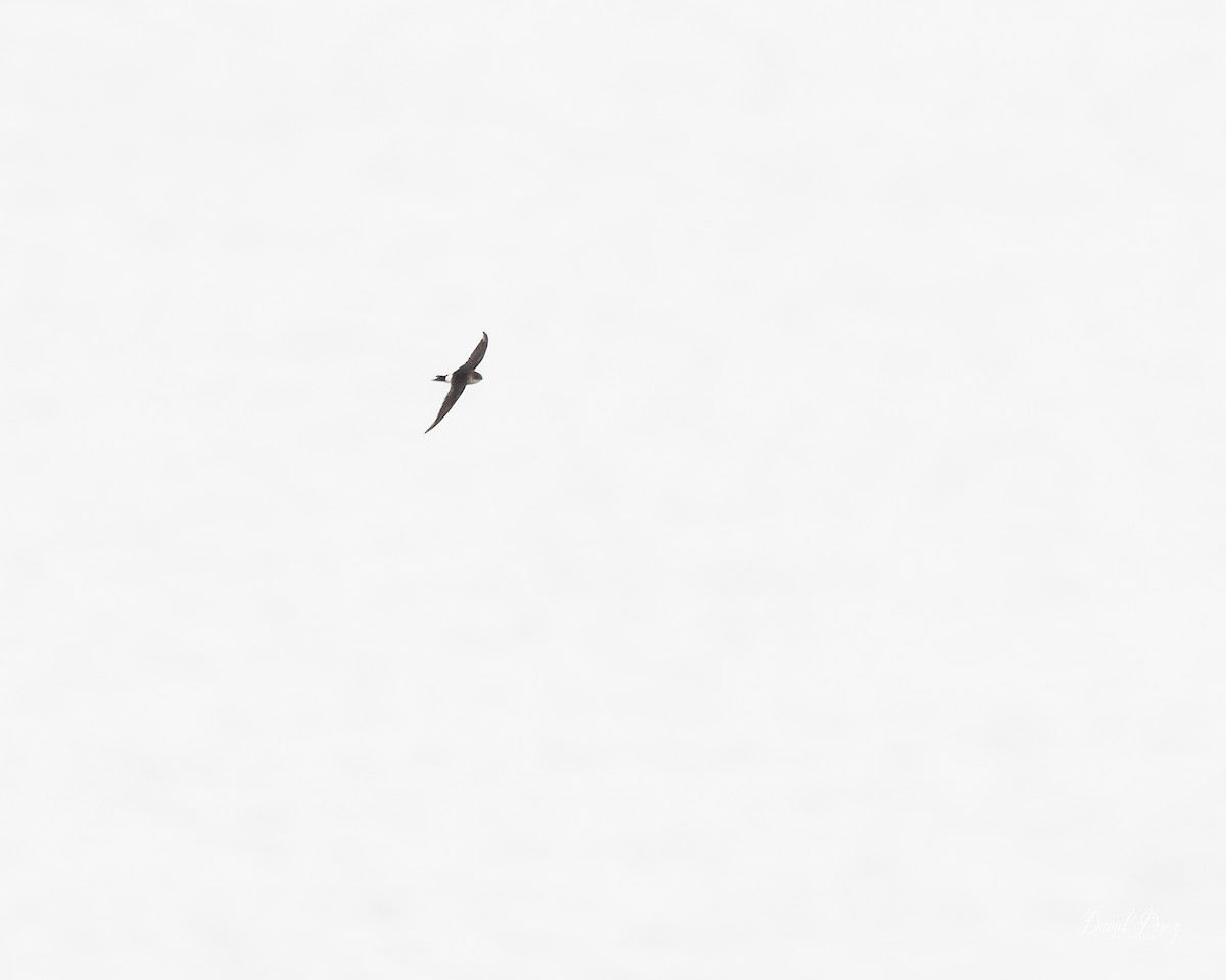 Antillean Palm Swift - ML644297785