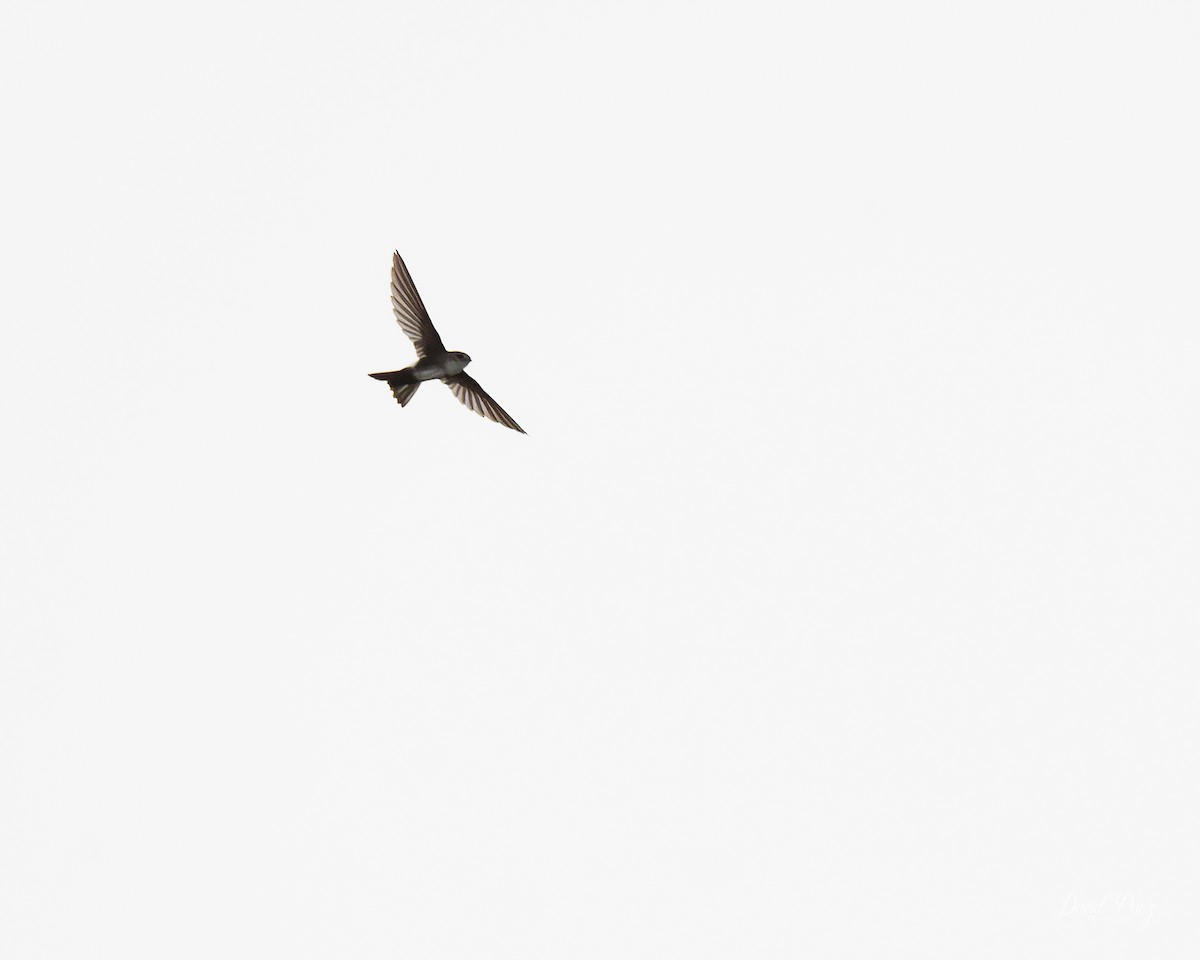 Antillean Palm Swift - ML644297786