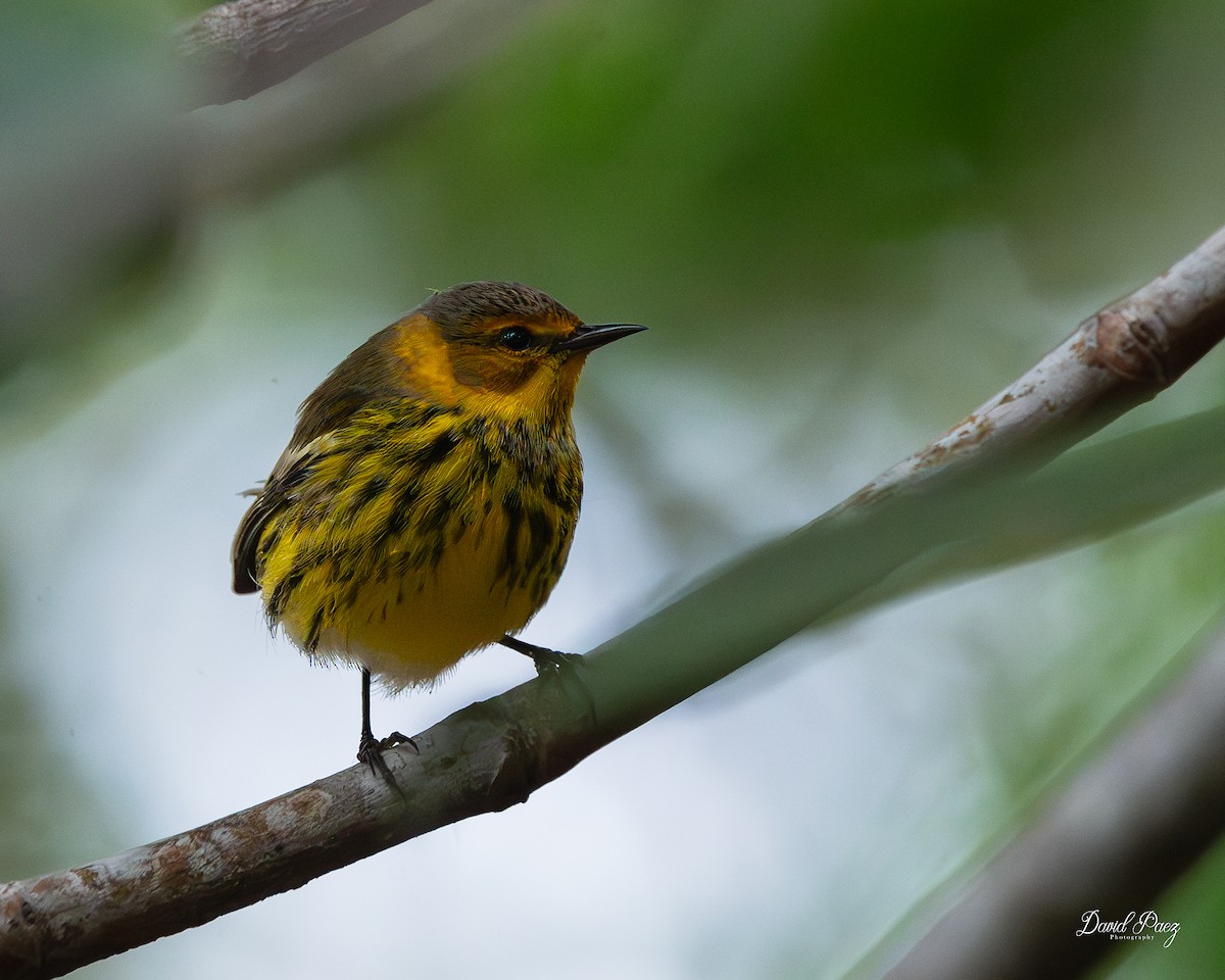 Kaplan Ötleğeni - ML644297799