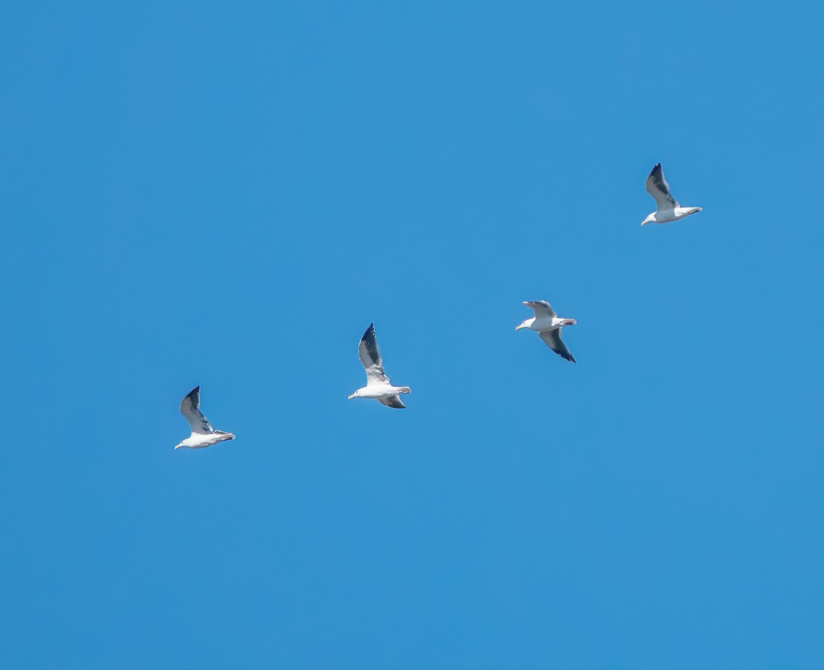 アメリカオオセグロカモメ - ML644297803