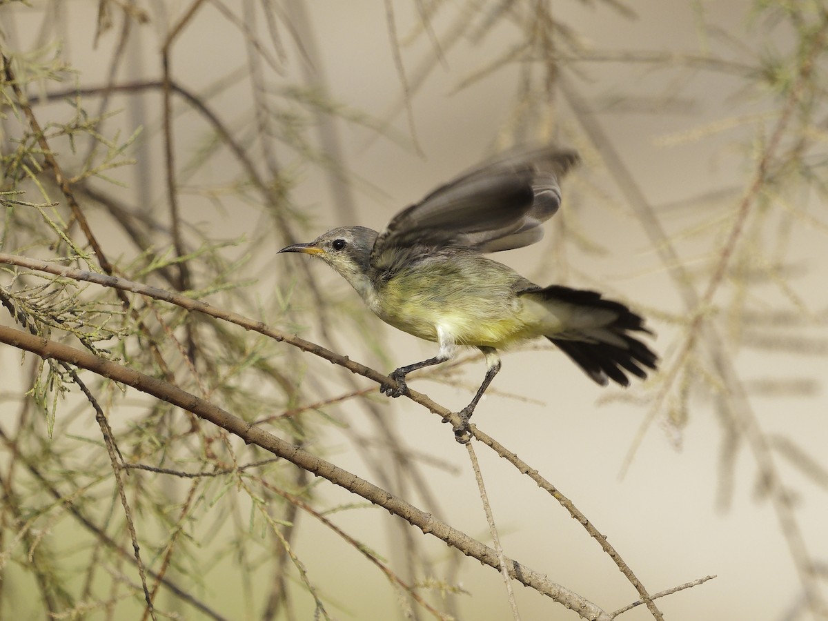 Nile Valley Sunbird - ML644297808