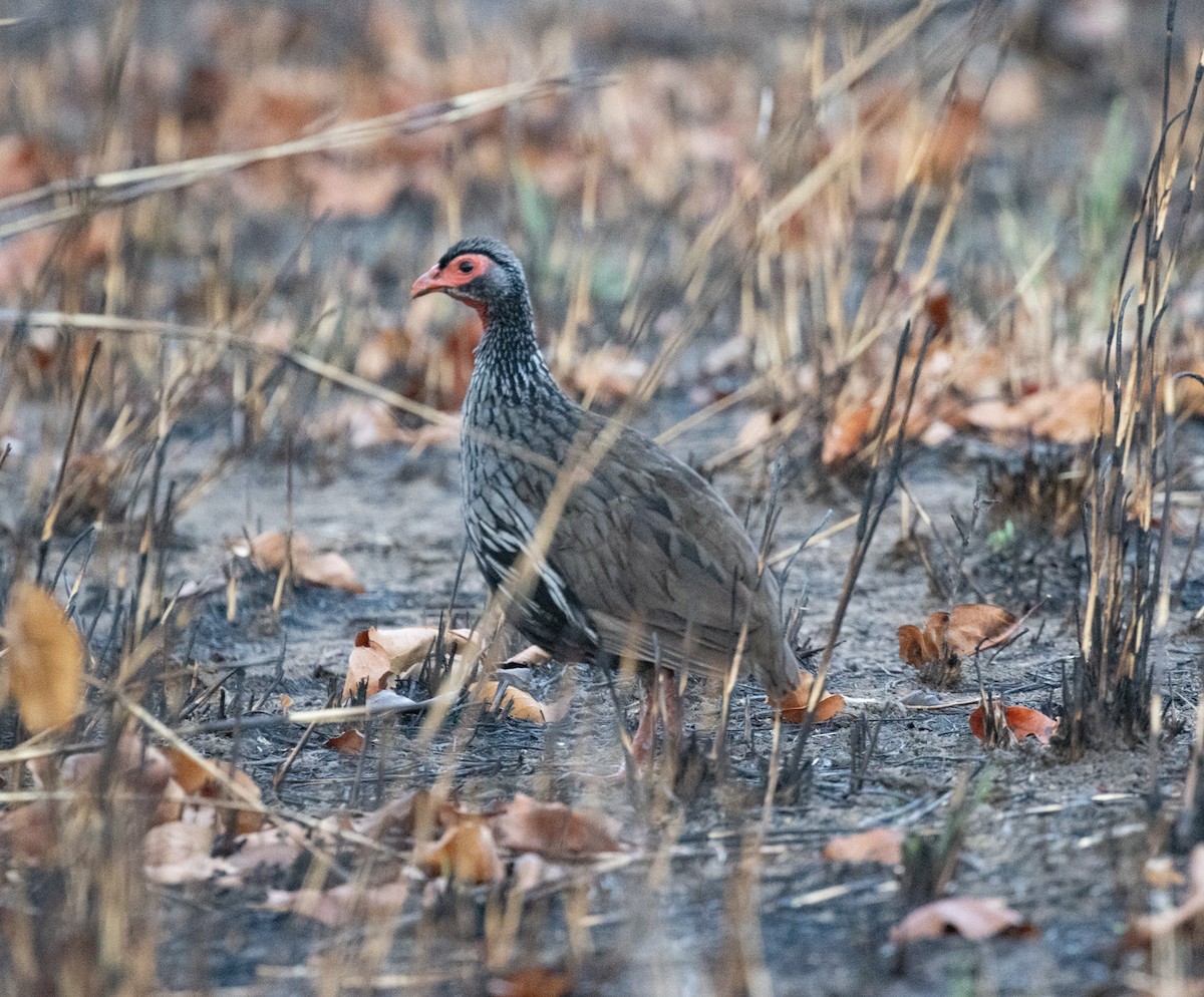 Red-necked Spurfowl - ML644297810