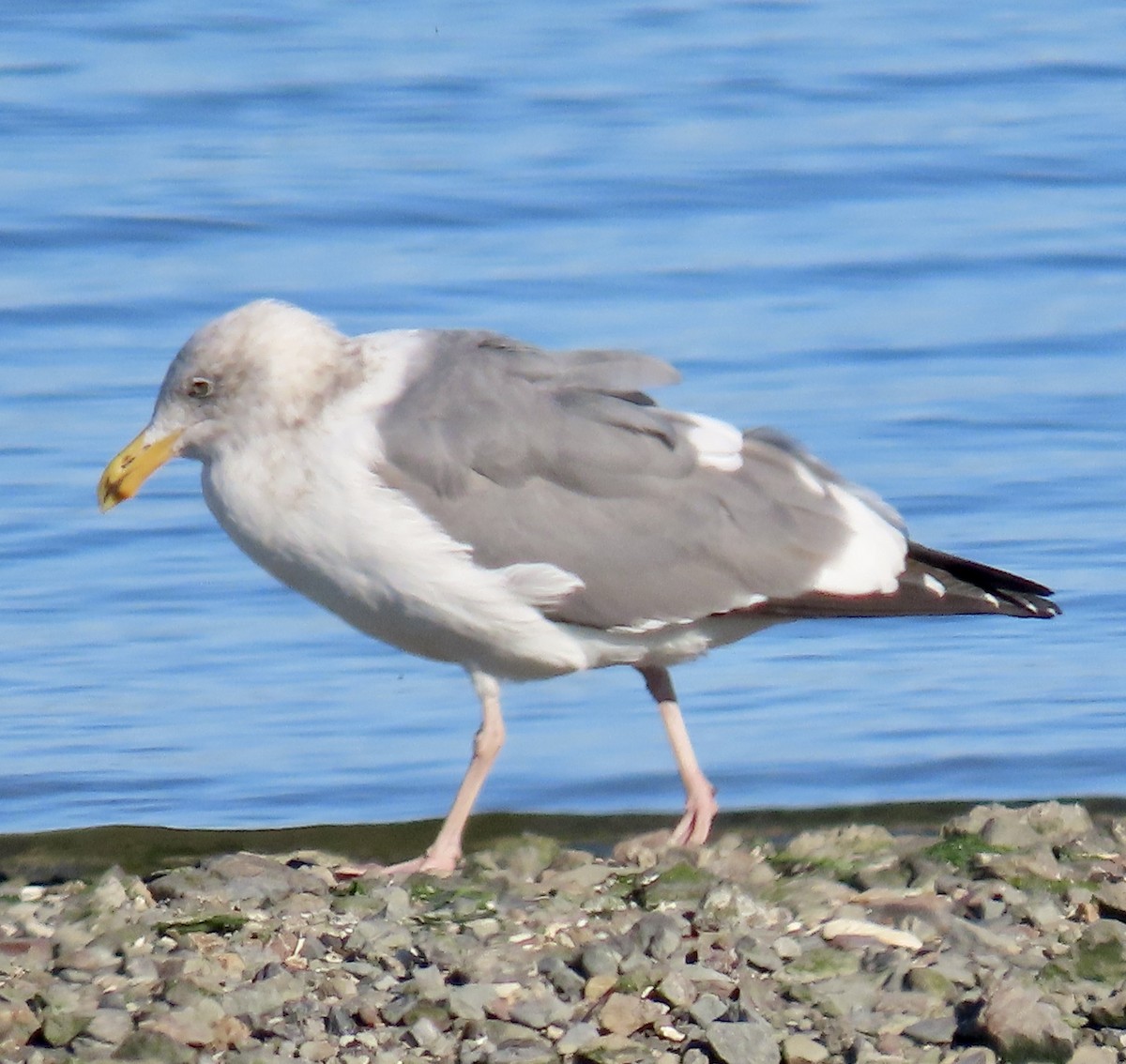 アメリカオオセグロカモメ - ML644297827