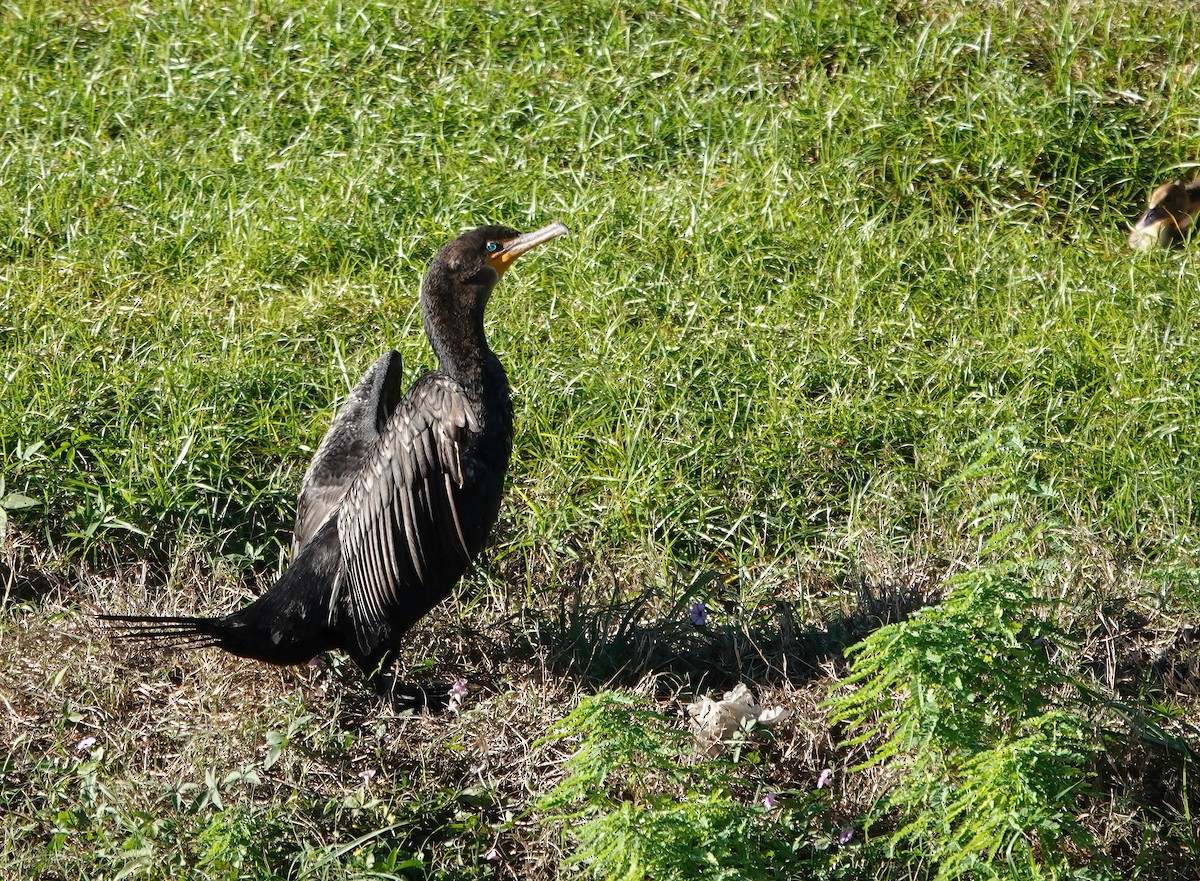 Neotropic Cormorant - ML644297828