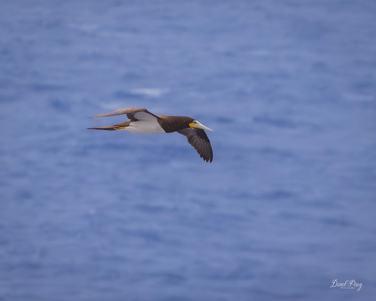 カツオドリ - ML644297829