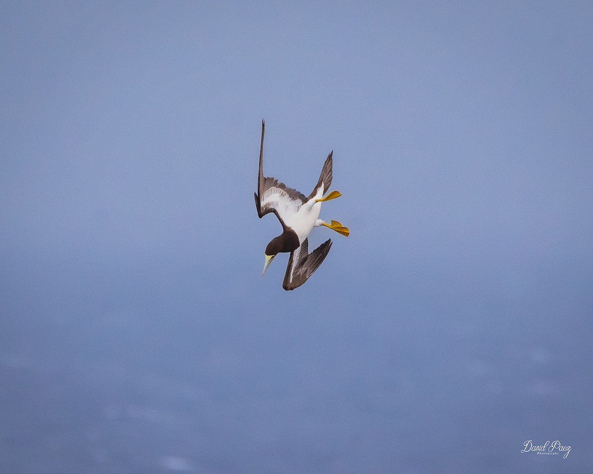 カツオドリ - ML644297830