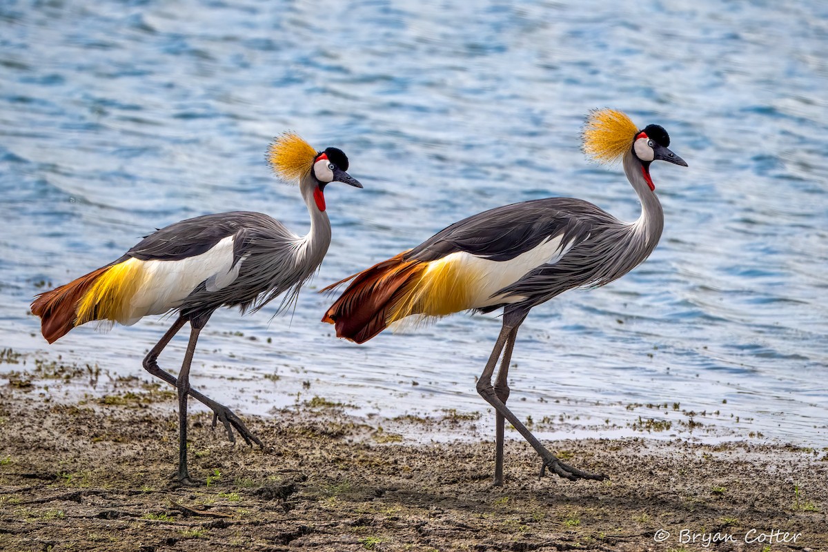 Gray Crowned-Crane - ML644297845