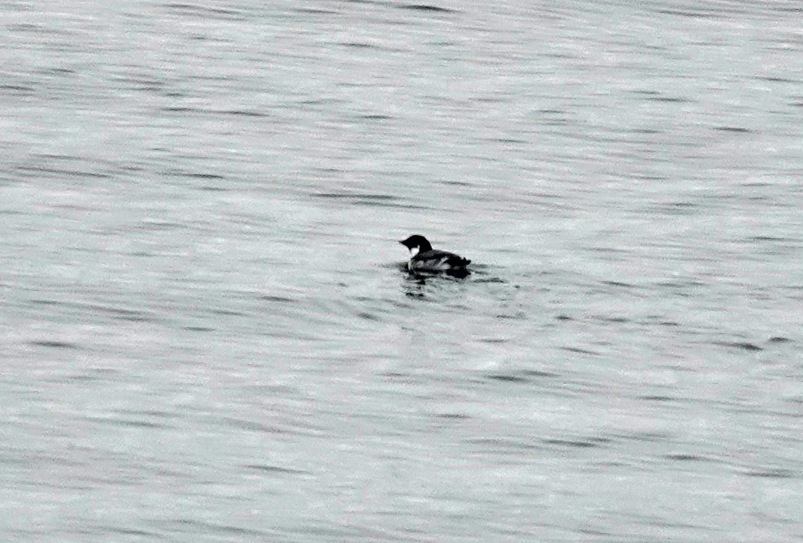 Ancient Murrelet - ML644297846