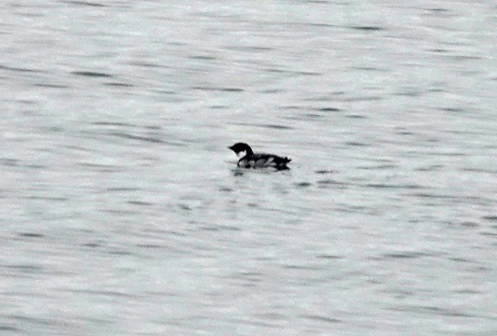 Ancient Murrelet - ML644297847