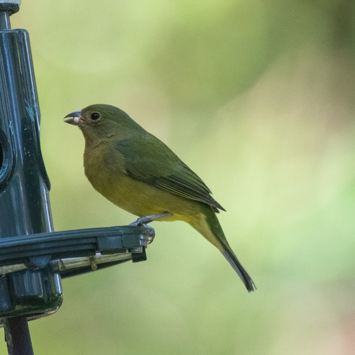 Passerin nonpareil - ML644297863