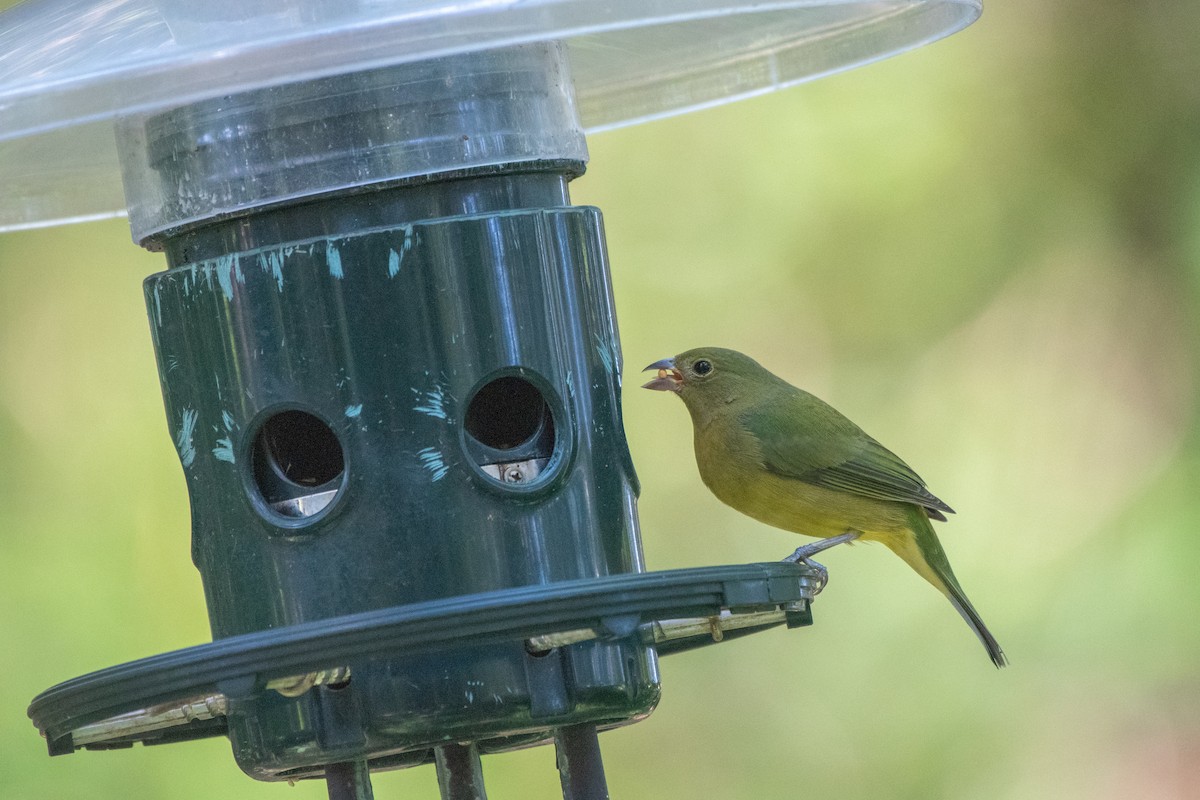 Passerin nonpareil - ML644297865