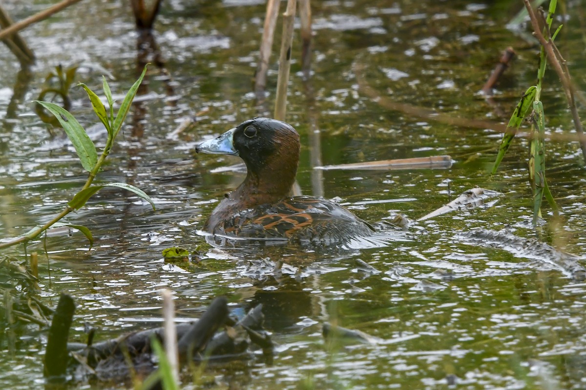 maskeand - ML644297866