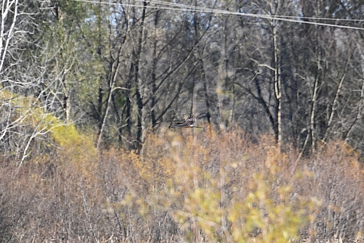 Лунь американський - ML644297870