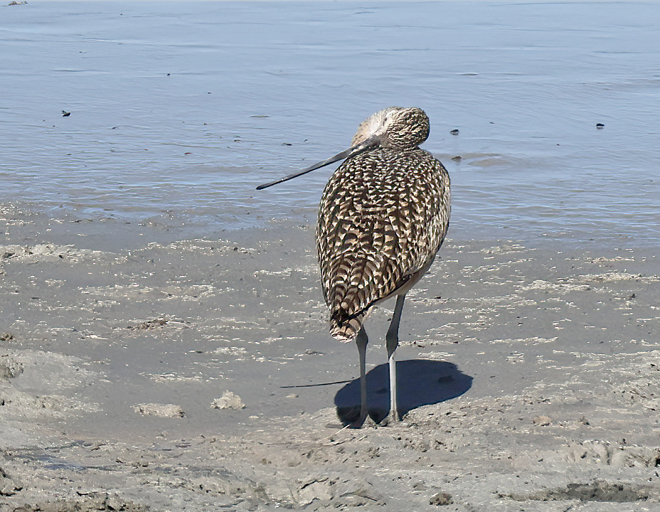 Long-billed Curlew - ML644297874