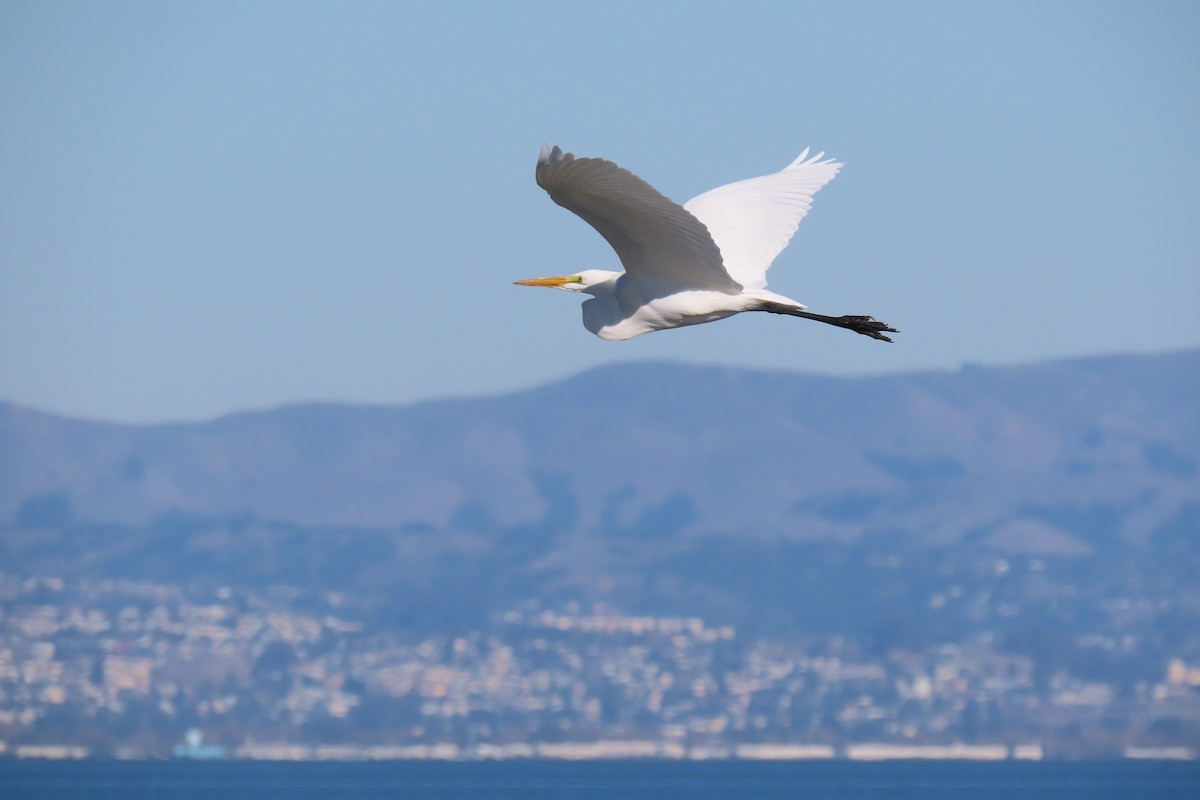 Koartza zuria - ML644297875