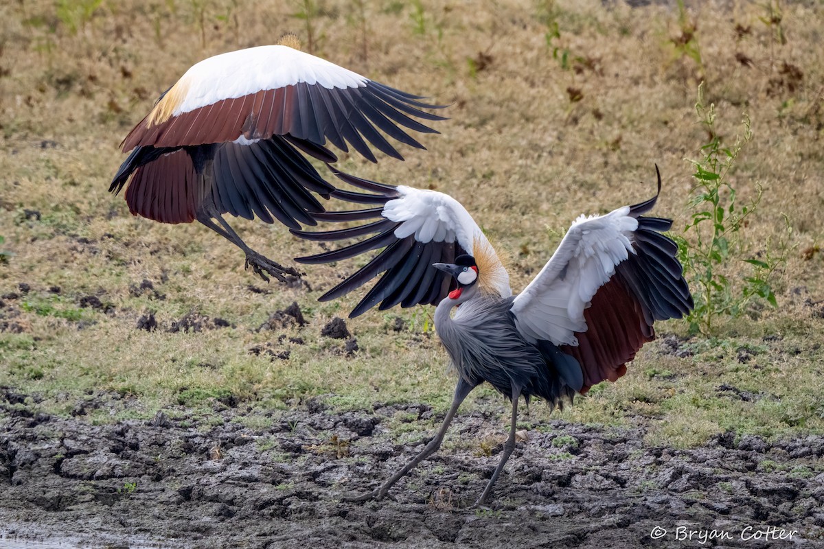 Gray Crowned-Crane - ML644297884