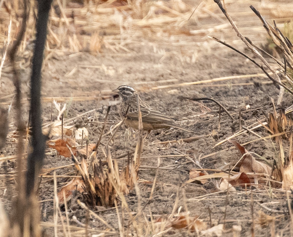 Cinnamon-breasted Bunting - ML644297885