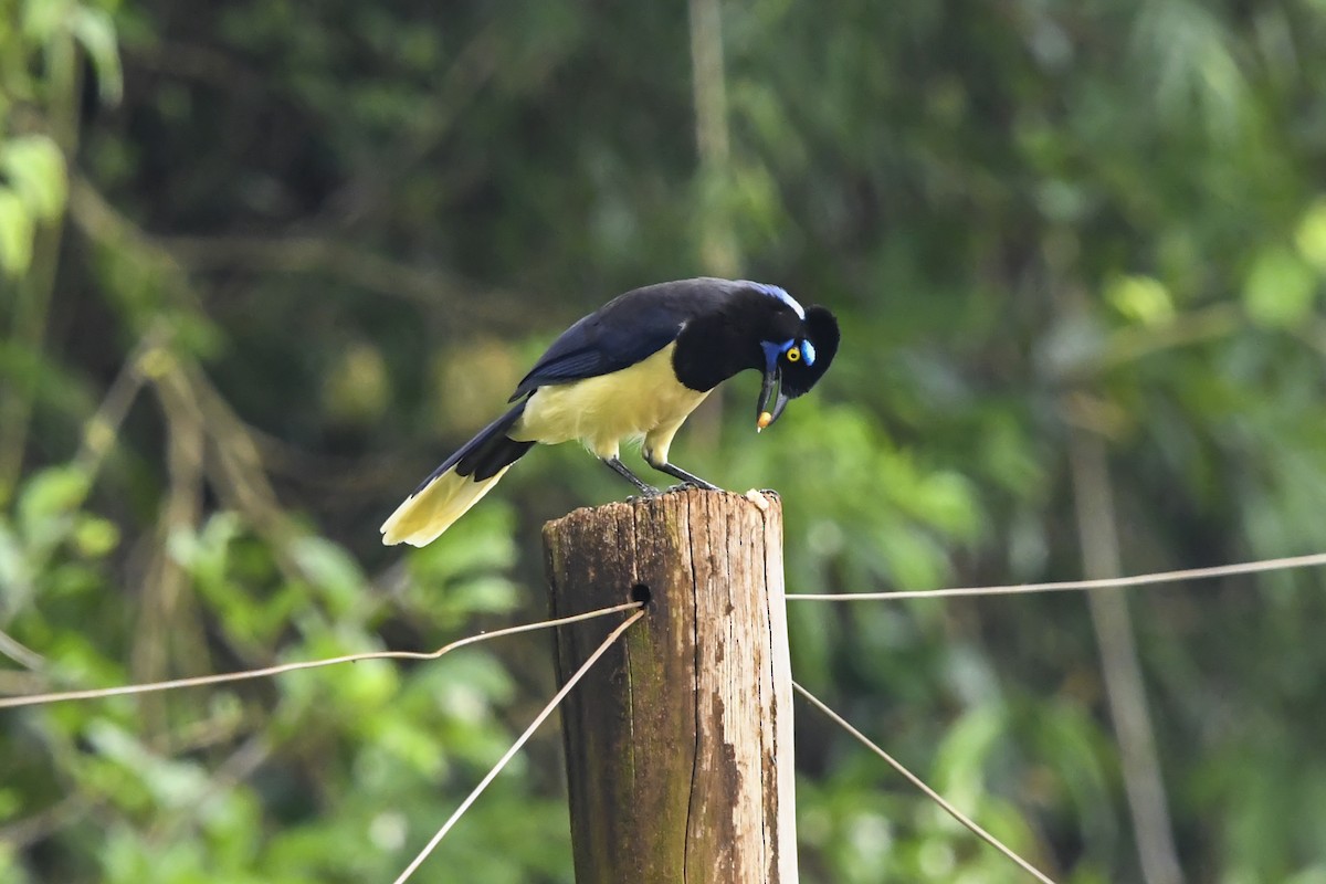 Geai acahé - ML644297899