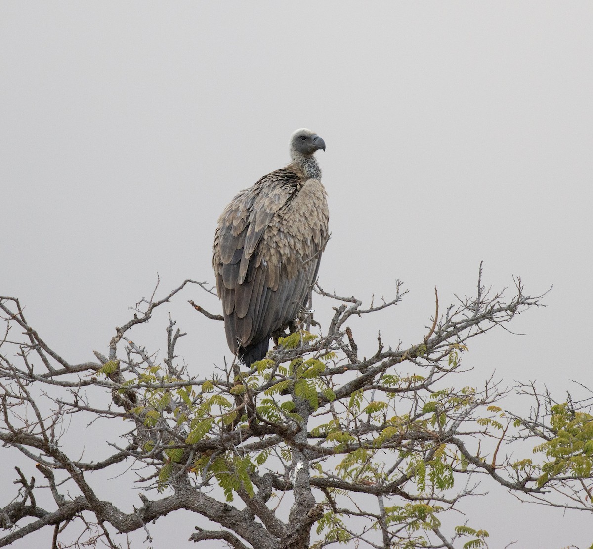 コシジロハゲワシ - ML644297906