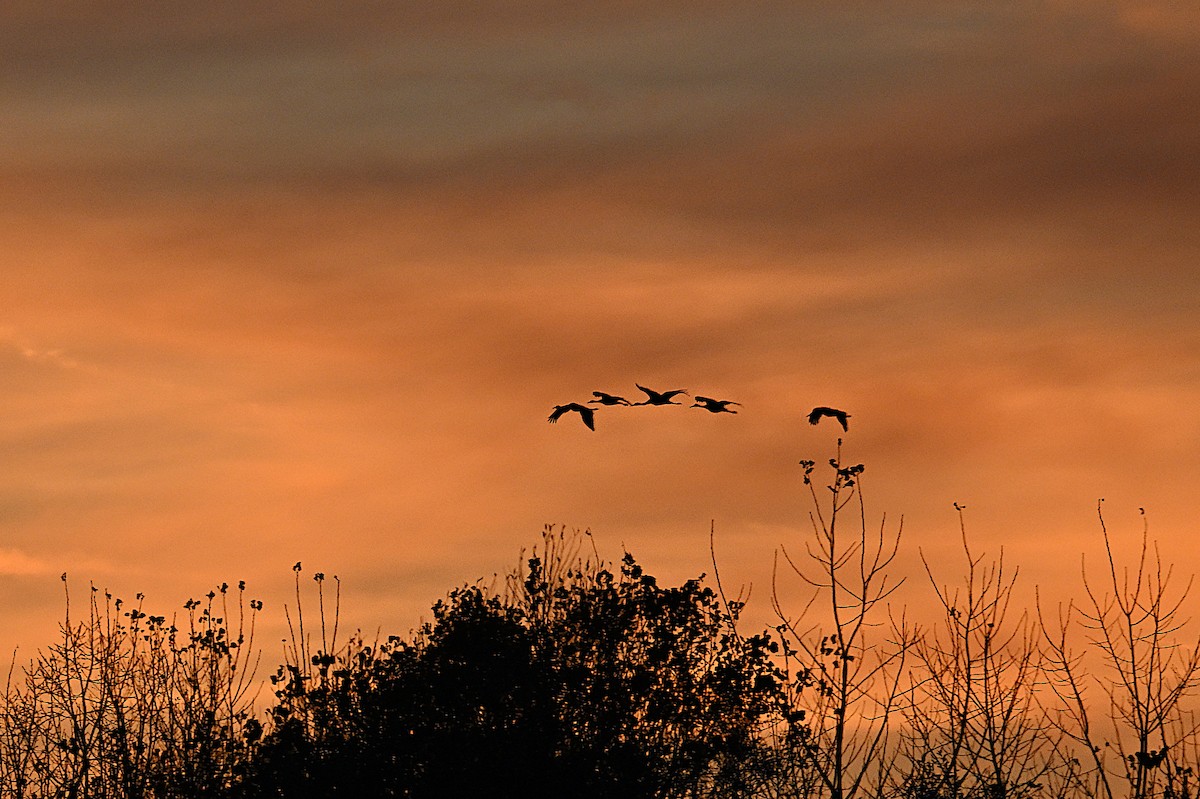 Журавель канадський - ML644297907