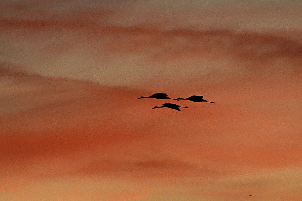 Журавель канадський - ML644297938